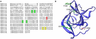 Intracellular Fibroblast Growth Factor 14: Emerging Risk Factor for Brain Disorders